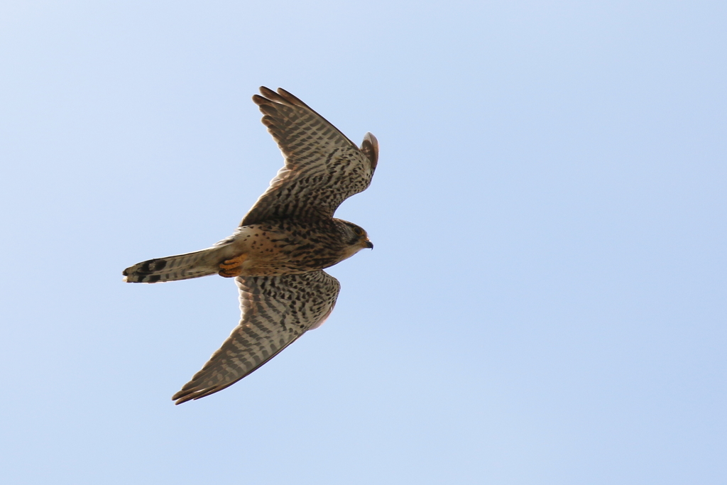 チョウゲンママ１