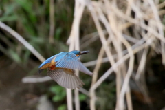 今日のカワ男君２