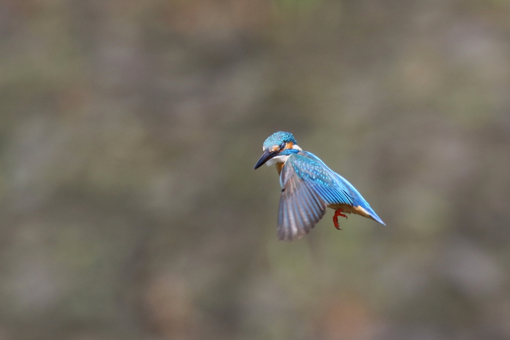 パパセミホバ５