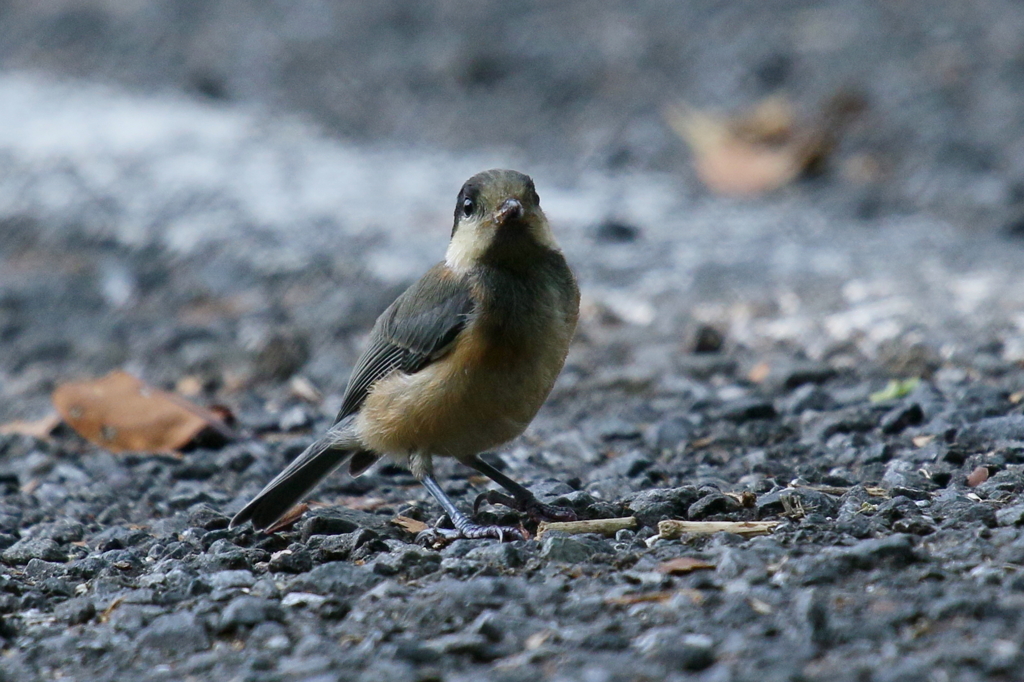 ヤマガラッ子４