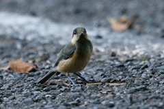 ヤマガラッ子４