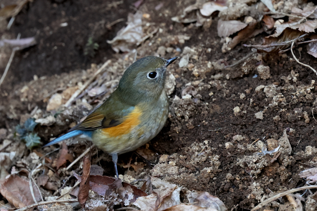 ルリビタキさん