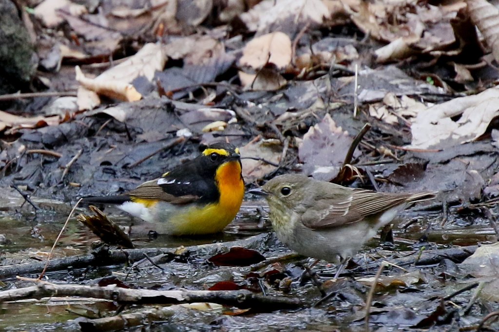 キビタキ ペアー