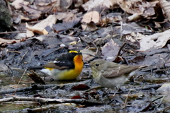 キビタキ ペアー