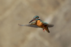 今日のカワ子ちゃん