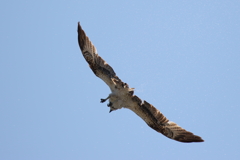 青空に水しぶき