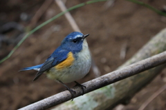 ルリビタキ君１