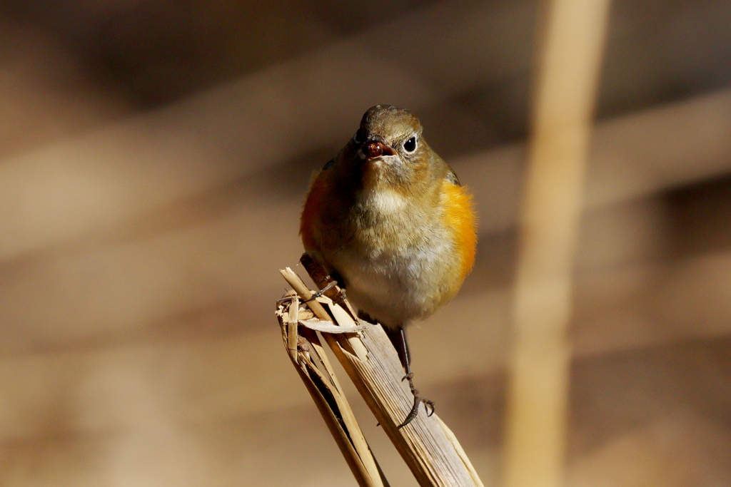 ルリビタキさん２