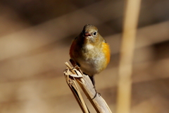 ルリビタキさん２