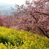 桜まつり