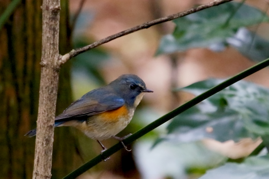 出会いは突然に２