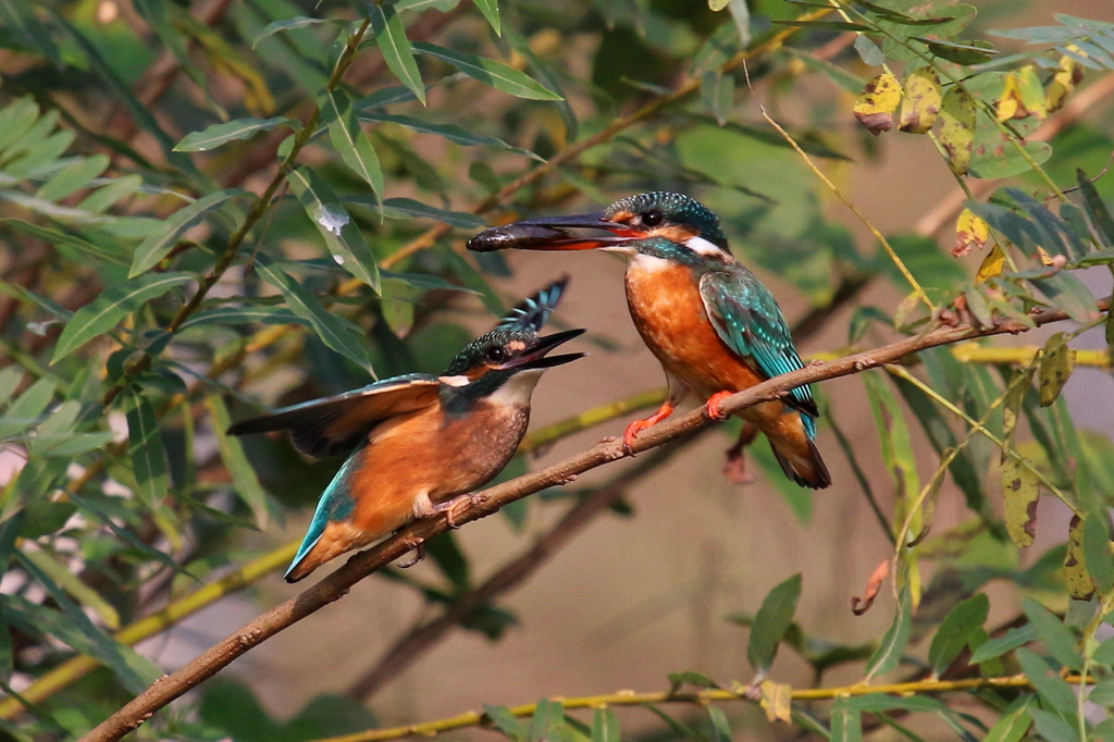 かあちゃんはらへった