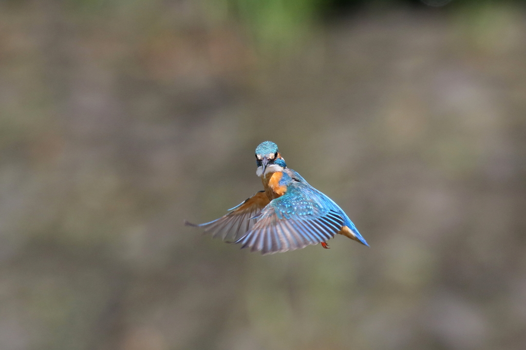 パパセミホバ４