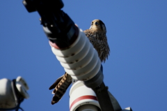 チョウゲンボウ２