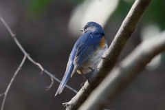 ルリビタキ君４