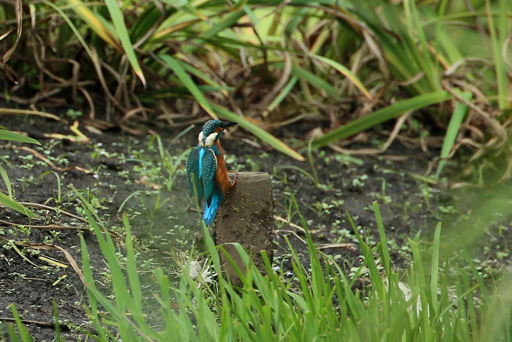 カワセミキック