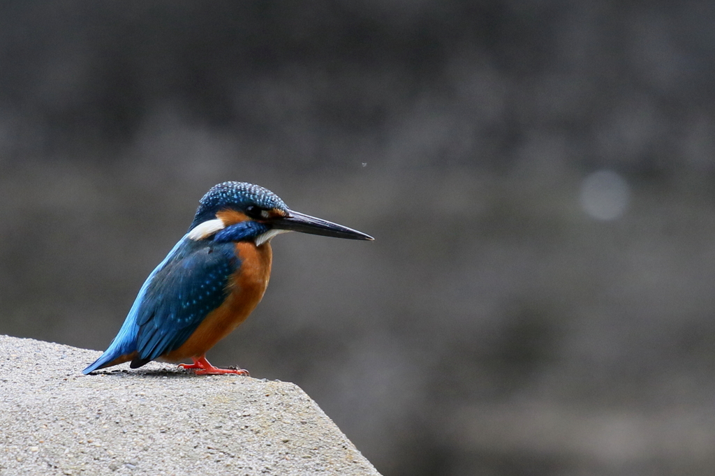 本日のＳ池の子