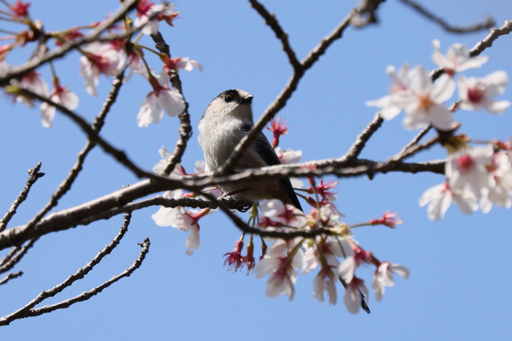 桜エナガ