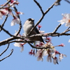 桜エナガ