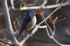 ルリビタキ君１