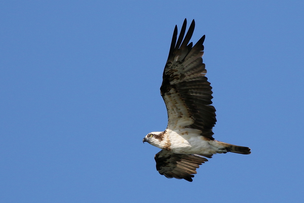かあちゃんカッコイイ