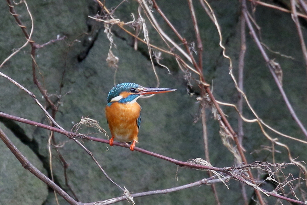あなたなに子ちゃん