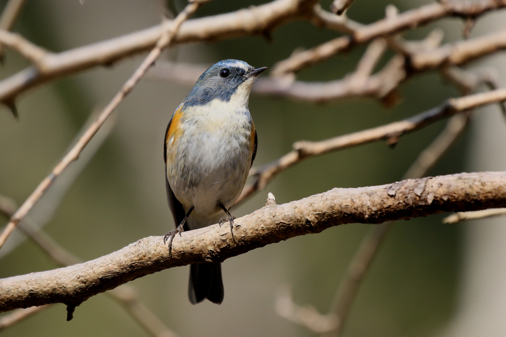 ルリビタキ君２