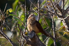 アリスイさん１