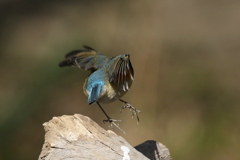 今日のルリ君 逃亡