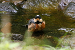 ヤマガラさん