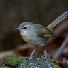 ウグイス君１