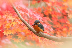 紅葉カワちゃん