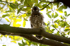 チビズクちゃん１