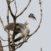 カッコウ対ノビタキ１