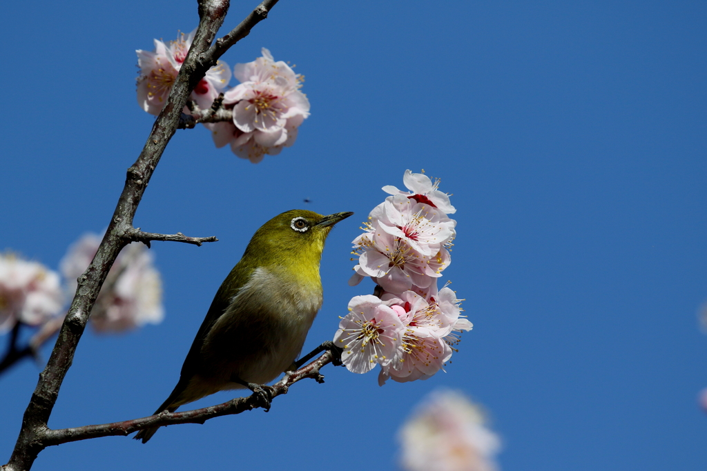 青空ウメジロ