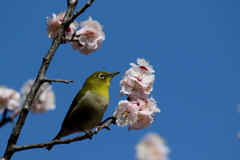 青空ウメジロ