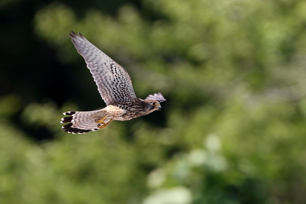 チョウゲンママ１