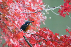 紅葉カワセミ