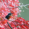 紅葉カワセミ