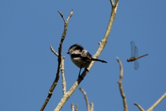 秋エナガちゃん