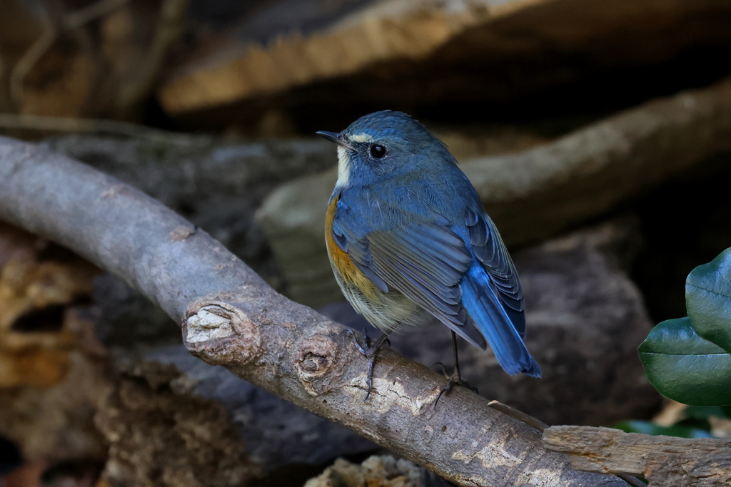 今日のルリ君３