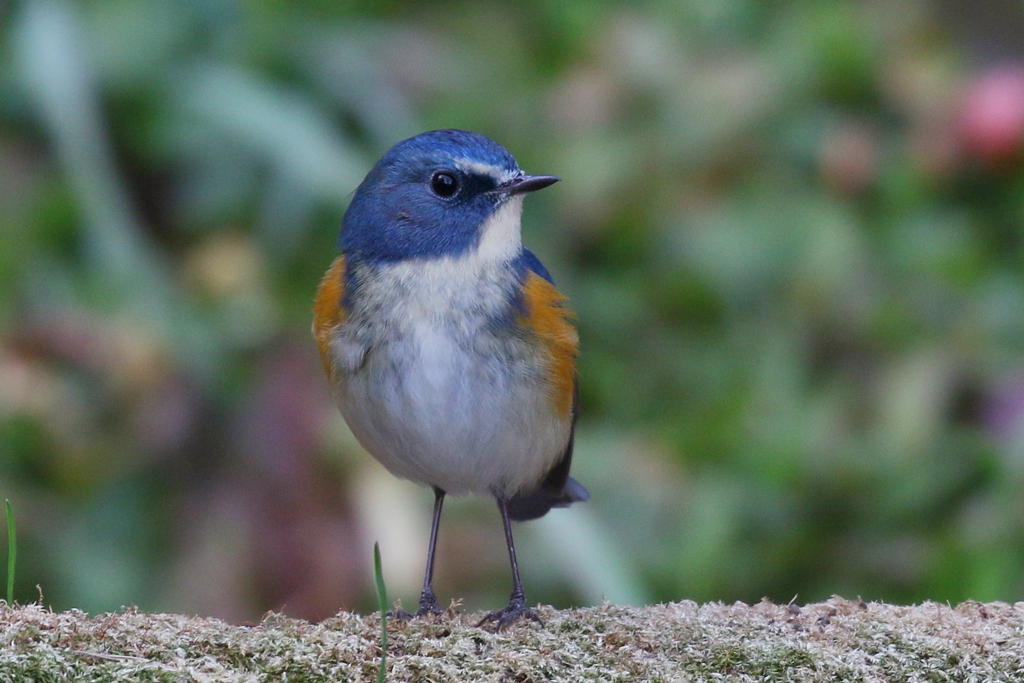 ルリビタキ君１