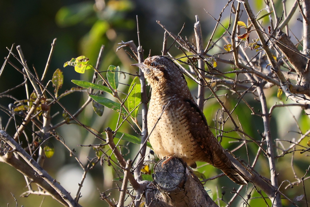 アリスイさん２