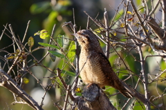 アリスイさん２