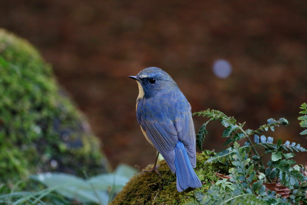 今日のルリ君２