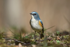 ルリビタキ君２