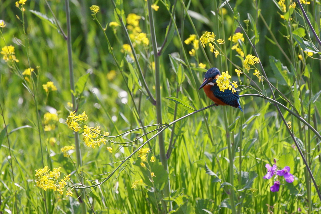 菜の花カワ男君