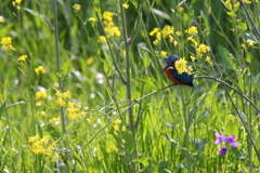 菜の花カワ男君