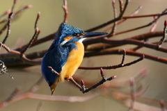 スーパーカワ君