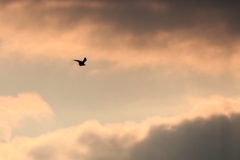 夕焼けミサゴさん